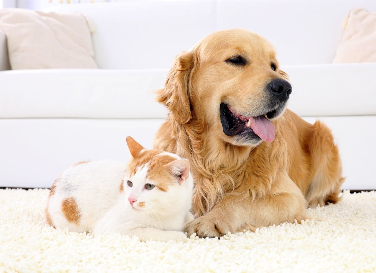 Qualities a Pet Hair Remover Should Have