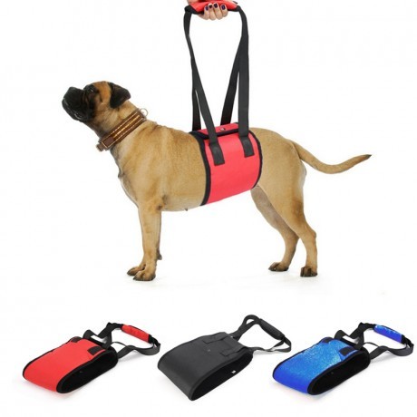 Why Use a Dog Harness?