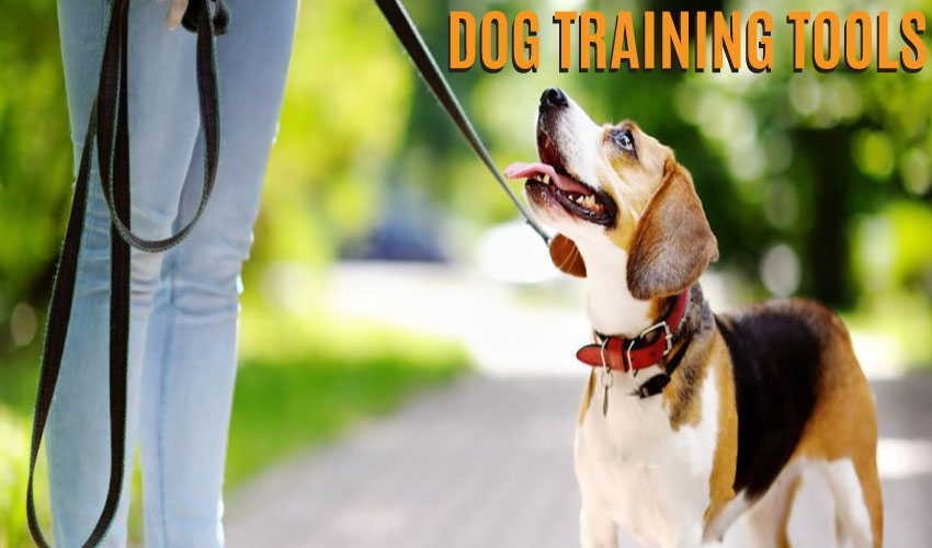 Basic Tools for Dog Training